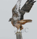Red-tailed Hawk, Toppenish DPP_1008462 - 2 copy.jpg