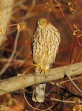 Sharp-shinned Hawk, Yakima DPP_19287 copy.jpg