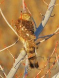 Sharp-shinned Hawk, Yakima DPP_19368 copy.jpg