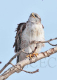 Ferruginous Hawk, Wapato DPP_1043328 copy.jpg