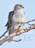 Ferruginous Hawk, Wapato DPP_1043329 copy.jpg