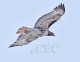 Red-tailed Hawk DPP_16016963 copy.jpg