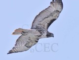 Red-tailed Hawk DPP_16016965 copy.jpg