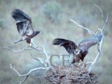 Chicks near fledging  AEZ14832 exp.8 c0 sh2 n6,14 copy.jpg