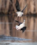 Masters of the mud and air, black necked stilt AE2D5007 copy.jpg