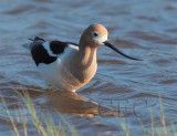 American Avocet AEZ10721.jpg