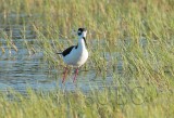 Black-necked Stilt AEZ10789 copy.jpg