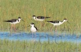 Black-necked Stilts AEZ10796 copy.jpg