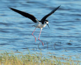 Black-necked Stilt  2/6  AEZ10931 copy.jpg