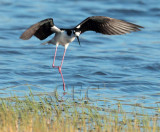 Black-necked Stilt 3/6 AEZ10932 copy.jpg