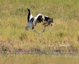 American Avocet dance 3/13 AEZ12967 copy.jpg