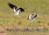 American Avocet dance 4/13 AEZ12968 copy.jpg