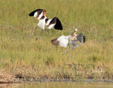 American Avocet dance 5/13 AEZ12969 copy.jpg