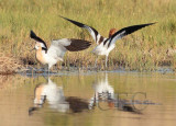 American Avocet dance  12/13  AEZ12976 copy.jpg