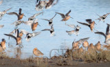 Dunlin with Dowitchers, aWillet and a peep AE2D7187 copy.jpg