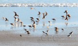 Dunlin with Western Sandpipers and Semipalmated Plovers AE2D7445 copy.jpg