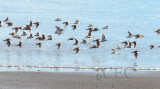 Dunlin with Western Sandpipers AE2D7450 copy.jpg