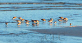 Dunlin with Western Sandpipers AE2D7732 copy.jpg