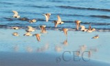 Dunlin with Western Sandpipers AE2D7743 copy.jpg