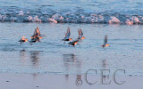 Dunlin with Western Sandpipers AE2D7791 copy.jpg