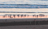 Dunlin with peep Sandpipers AE2D7810 copy.jpg