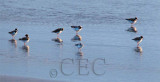 Semipalmated Plovers with peeps AE2D7309 copy.jpg