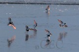 Semipalmated Plover with Dunlin and peeps AE2D7329 copy.jpg