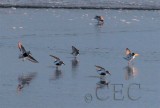 Semipalmated Plover with Dunlin and peeps  AE2D7330 copy.jpg