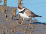 Semipalmated Plover eating thin red worm AE2D8403 copy.jpg