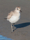 Black-Bellied Plover (non-breeding plumage) AE2D8487 copy.jpg