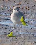 Black-Bellied Plover (non-breeding plumage) AE2D8596 copy.jpg