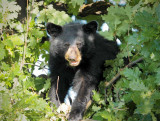 Cub hunts acorn 4/4 AEZ27606 copy.jpg