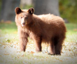 Cub AEZ27825 copy.jpg