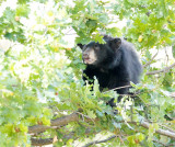 Acorn hunting cub AEZ27931 copy.jpg