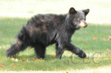 Cub on the move AEZ27967 copy.jpg