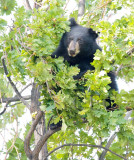 Cub in tree  AEZ28092 copy.jpg