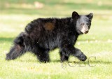Cub on the move AEZ28199 copy.jpg