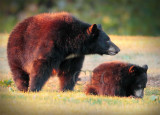 Mother and Cub AEZ28381 copy.jpg