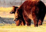 Mother and Cub AEZ28481 copy.jpg
