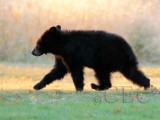 Cub on the move AEZ28540 copy.jpg