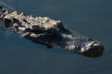 American Alligator 2
