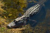 American Alligator 3