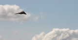 F-117 fly past