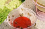 Hummer Food with bees