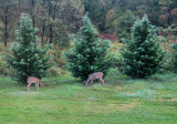 Picture Made This morning 7:45 AM from the bedroom window 10/25/08