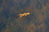 Made At Hanging Rock State Park To Day / 11/02/08