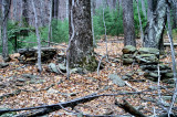 The 2nd old Home/Cabin had 2 fire Places