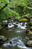 A long the trail.,Little Stony Creek