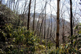 Getting to the 2nd Falls From The First Falls, Looking Back At Stone Mt