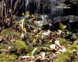 Yellow Branch Falls SC.